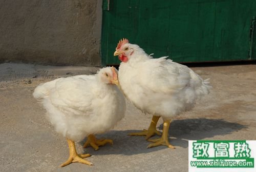 2020养白羽肉鸡赚钱吗？2020白羽肉鸡养殖前景及市场价格行情分析