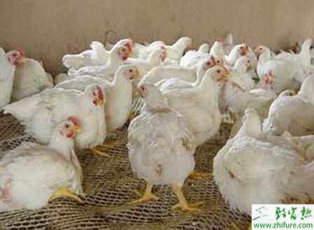 养殖白羽肉鸡患鸡新城疫的原因及防治方法