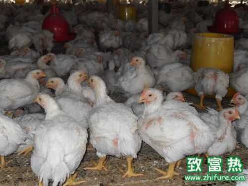 2022养白羽肉鸡赚钱吗？2022白羽肉鸡养殖前景及市场价格行情分析