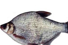 鳊鱼养殖的病害防治