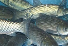 几种草鱼鱼病综合防治