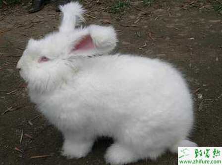 长毛兔拔毛怎么拔？如何提高长毛兔产毛量？