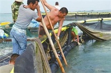 广西铁山港金鲳鱼养殖户喜捐鱼