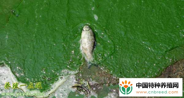 水产养殖夏季需防控池塘蓝藻爆发