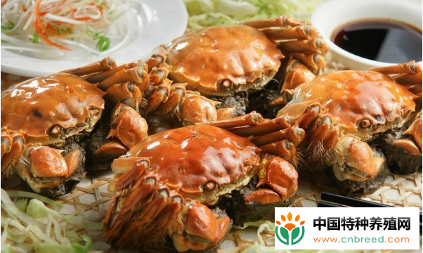 想吃大闸蟹什么季节最便宜呢？而且个头还肥？