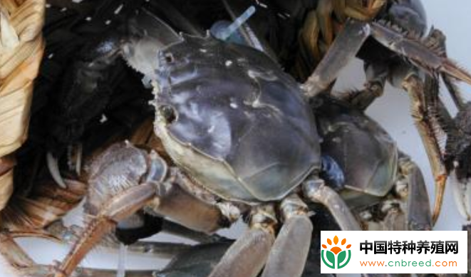 阳澄湖大闸蟹几月份吃是最肥的？