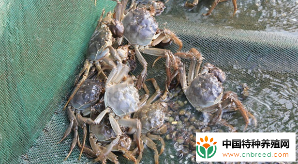 养螃蟹一亩地的蟹能赚多少钱呢？