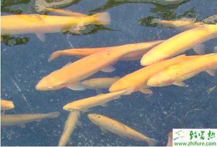 养殖虹鳟鱼的水质控制经验