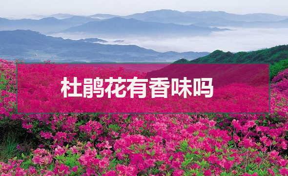 杜鹃花有香味吗