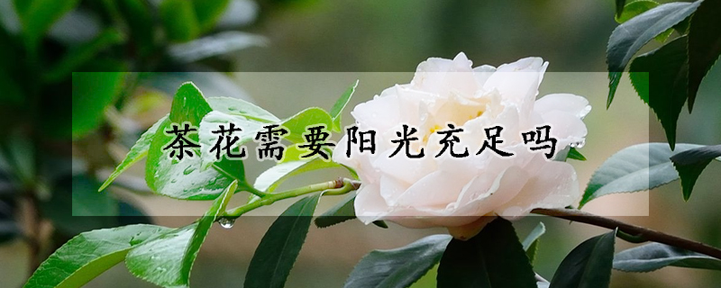 茶花需要阳光充足吗