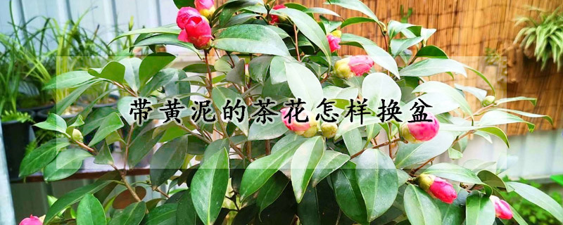 带黄泥的茶花怎样换盆