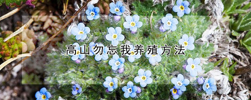 高山勿忘我养殖方法