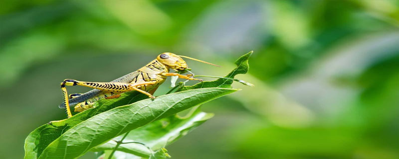 蝗虫的呼吸入口在哪里