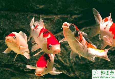 养殖锦鲤的幼鱼挑选及成鱼饲养管理方法