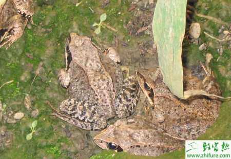 养殖林蛙越冬和出河期的管理