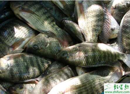 池塘养殖罗非鱼的鱼种放养经验