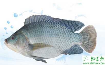 罗非鱼立体养殖方法与技术