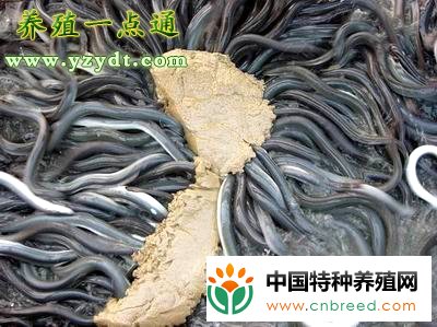 鳗鱼土池高效养殖技术