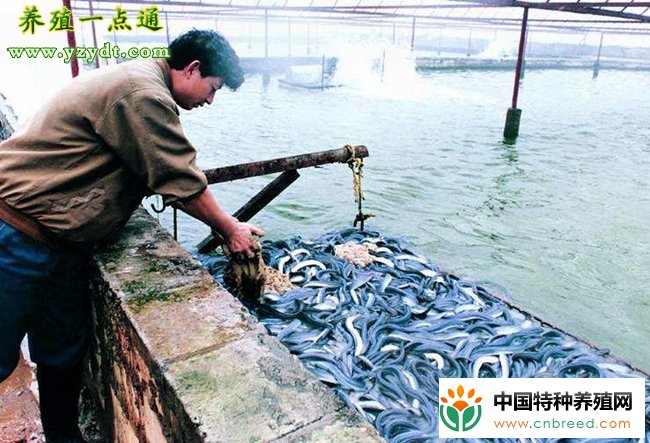 鳗鱼饲料的配制和投喂技术，国内鳗鱼消费市场持续扩大