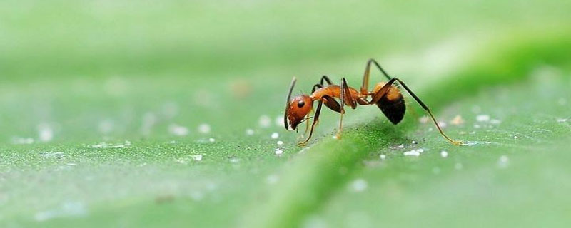 蚂蚁的寿命多长时间