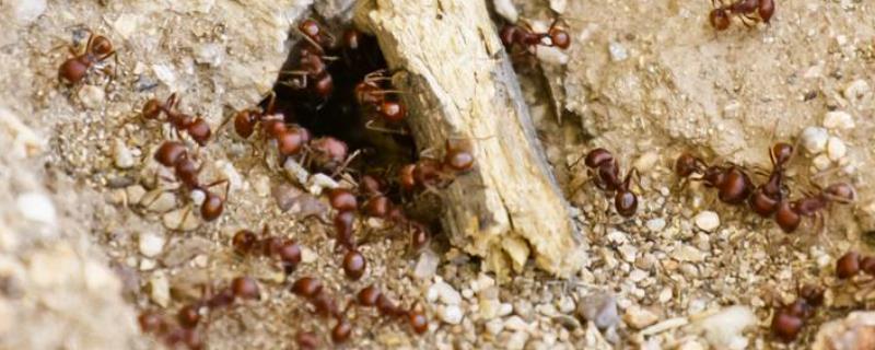种菜的地里好多蚂蚁怎么去除，菜上有蚂蚁用什么药