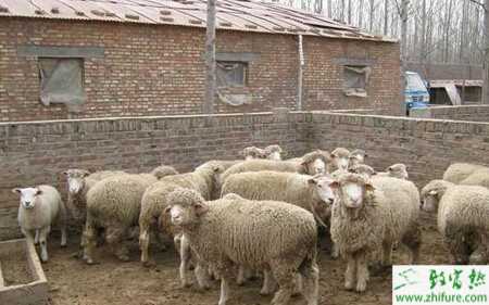 养殖绵羊剪毛时的注意事项