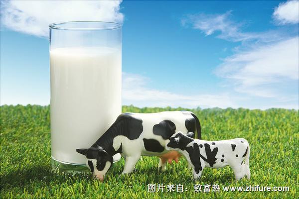 奶牛为什么一直有牛奶？