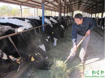 养殖奶牛气肿疽病的防治
