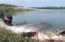 渔民钓起巨型鲶鱼重240斤