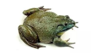 印尼牛蛙图片大全