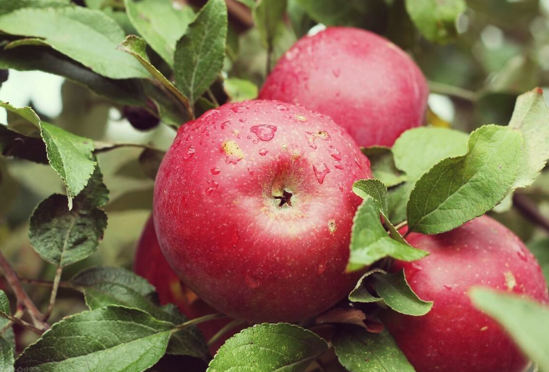 六磷胺可以施用于苹果树吗，有哪些好处？