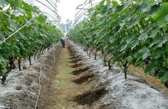 大棚种植葡萄成熟期需要补充哪些肥料