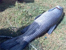 青鱼养殖鱼种的培育