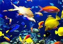 热带鱼疾病预防