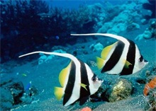常见热带鱼的繁殖要点