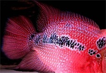 热带鱼养殖之罗汉鱼的挑选窍门