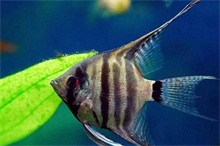 热带鱼蝶鱼的品种介绍