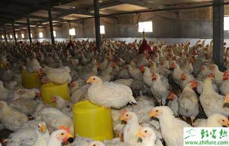 养殖肉鸡冬季谨防肉鸡缺氧措施