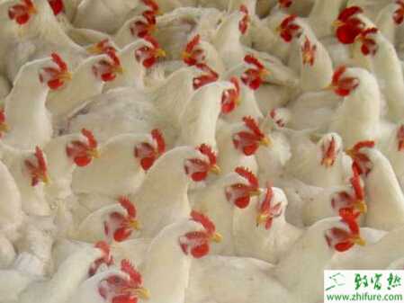 肉鸡养殖需注重消毒