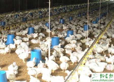 养殖肉鸡臭氧中毒的防治