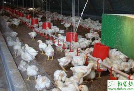 养殖肉鸡如何提高肉鸡养殖效益的秘诀
