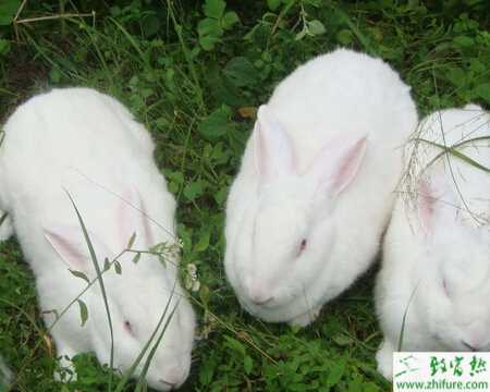 冬季肉兔怎么育肥？怎样提高肉兔生长速度？