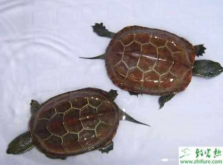 养殖鳄龟的亲龟培育技巧