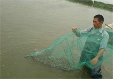 梅雨季节对虾养殖 如何预防和预防什么