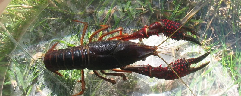 生物除锈酶洗小龙虾安全吗