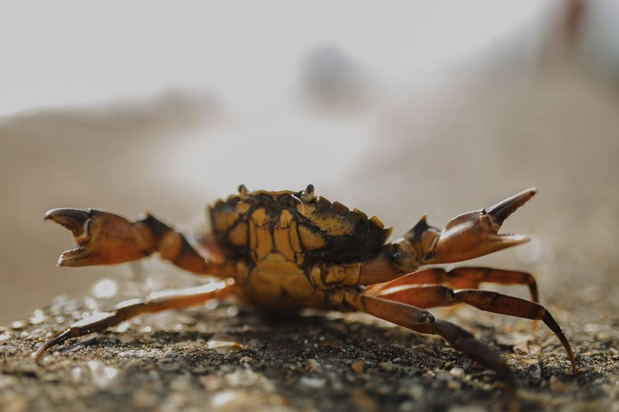 中华绒螯蟹适应能力和繁殖能力怎么样？