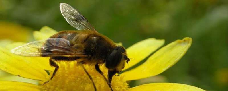 养蜂怎样人工造蜂王