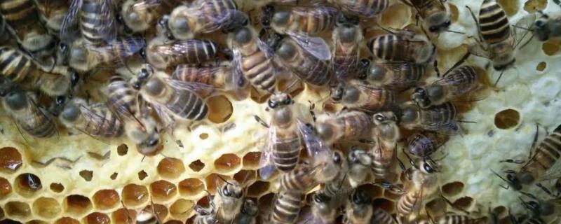 新手养蜂步骤，养蜂需要注意些什么