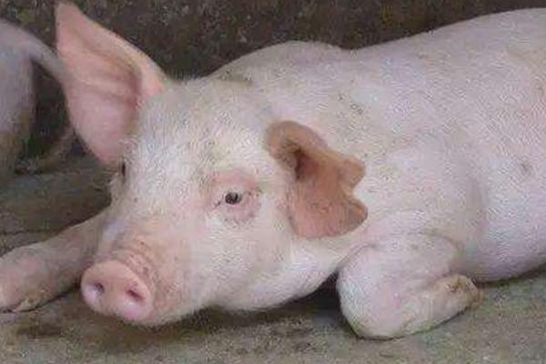 猪瘟的症状表现 猪瘟怎么治疗