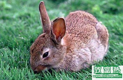 2020养野兔赚钱吗？2020野兔养殖前景及市场价格行情分析